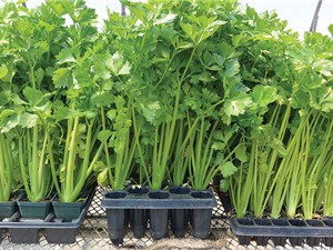 Kỹ thuật trồng và chăm bón rau cần tây tại nhà