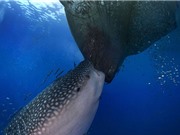 Clip: Cá nhám voi khổng lồ trộm cá của ngư dân