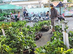 Lộn xộn thị trường cây giống tại Kon Tum