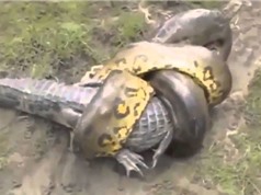Clip: Màn “quyết tử” tàn khốc giữa trăn khổng lồ và cá sấu