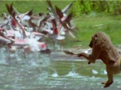 Clip: Khỉ đầu chó săn chim hồng hạc cực kỳ dã man