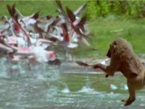 Clip: Khỉ đầu chó săn chim hồng hạc cực kỳ dã man