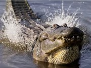 Clip: Màn "cưa gái" độc đáo của cá sấu Trung Mỹ