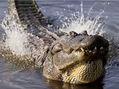 Clip: Màn "cưa gái" độc đáo của cá sấu Trung Mỹ