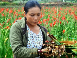 Lâm Đồng: Phun thuốc bảo vệ thực vật cho hoa, nông dân khóc ngất