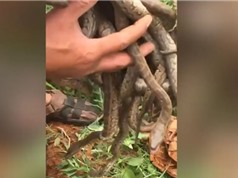 Clip: Dùng tay không bắt hàng chục con rắn trong hang