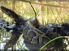 Clip: Trăn khổng lồ bị cá sấu cho “ăn no đòn”