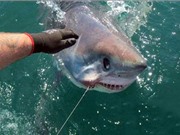 Ngư dân Anh bắt được cá mập "siêu khủng" khi câu gần bờ biển