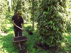 Gỡ khó đầu ra, nông dân Đông Nam Bộ đổ xô trồng tiêu sạch
