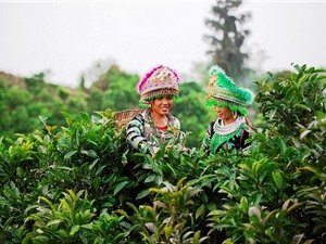 Kỹ thuật trồng và chăm sóc cây chè Shan tuyết Mộc Châu