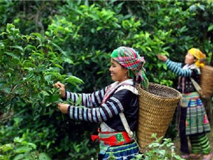 Cách thu hái búp chè Shan tuyết Mộc Châu