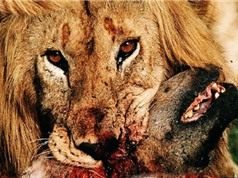 Clip: Linh cẩu chết thảm vì dám thách thức quyền uy của sư tử