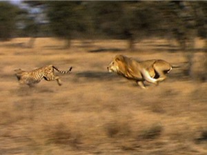 Clip: Báo săn “liều mạng” đánh lừa sư tử để bảo vệ con