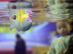 Trung Quốc: Chế tạo cá robot thân mềm đo độ mặn nước biển