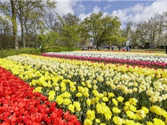 Cận cảnh 7 triệu bông tulip đồng loạt nở tại lễ hội Keukenhof