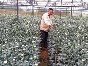 Lâm Đồng: Nông dân xuất khẩu hoa sang Nhật, Hàn
