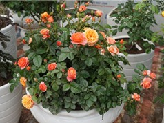Phương pháp trồng và chăm sóc hoa hồng tại nhà cho nhiều hoa