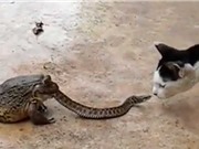 Clip siêu dị: Rắn vừa bị ếch nuốt vừa... chiến đấu với mèo