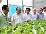 Bình Phước quy hoạch 1.000 ha nông nghiệp công nghệ cao