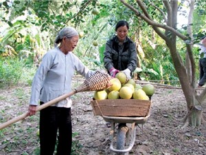 Cách trồng, chăm sóc, thu hoạch, bảo quản bưởi Đoan Hùng