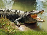 Tình nghi thợ săn Nam Phi mất tích vì bị cá sấu ăn thịt