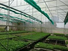 An Giang ứng dụng công nghệ cao trong sản xuất cây giống rau