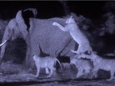 Clip: Bầy sư tử giết chết voi rừng trong đêm