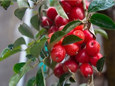 Kỹ thuật trồng và chăm bón nhót cho cây ra nhiều trái