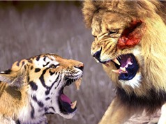 Clip: Những màn đại chiến khốc liệt giữa hổ và sư tử