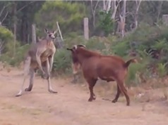 Clip: Dê “rảnh việc” trêu kangaroo tức điên