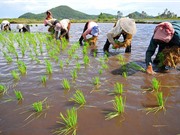 Bí quyết kỹ thuật trồng lúa nàng Nhen thơm Bảy Núi