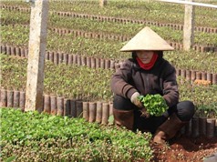Đắk Lắk: Giá cây cà phê, sầu riêng giống tăng mạnh