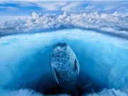 10 bức ảnh "cực độc" về những vùng đất băng giá vĩnh cửu