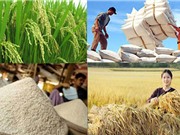 Các công đoạn sản xuất lúa Nàng Nhen Thơm Bảy Núi