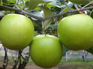 Hướng dẫn trồng và chăm sóc táo ta cho quả sai trĩu