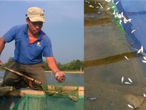 Quảng Nam: Cá nuôi lồng bè chết hàng loạt