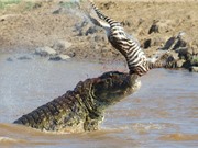 Clip: Những pha giết chóc đáng sợ của loài cá sấu sông Nile
