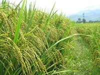 Ảnh hưởng của điều kiện địa hình và địa mạo tới gạo Điện Biên