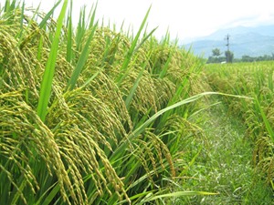 Ảnh hưởng của điều kiện địa hình và địa mạo tới gạo Điện Biên