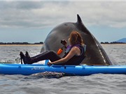 Clip: Cá voi sát thủ khổng lồ đè "bẹp dí” cả người lẫn thuyền