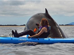 Clip: Cá voi sát thủ khổng lồ đè "bẹp dí” cả người lẫn thuyền