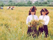 Nguồn gốc, đặc điểm nhận dạng gạo của Điện Biên