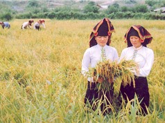 Nguồn gốc, đặc điểm nhận dạng gạo của Điện Biên
