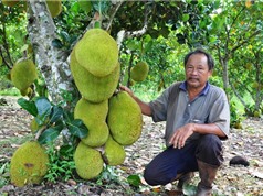 Lão nông trồng mít Thái lá bàng thu tiền tỷ mỗi năm