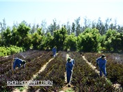 Ông Trần Bình Duyên - Tổng Giám đốc Công ty cổ phần dược liệu Việt Nam: Cần quy hoạch phát triển từng vùng với từng loại cây