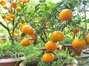 Phương pháp trồng và chăm sóc cây quýt tại nhà cho quả sai trĩu, vị ngọt lịm