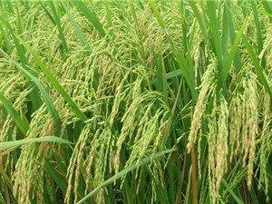 Ảnh hưởng của điều kiện đất đai tới gạo Điện Biên