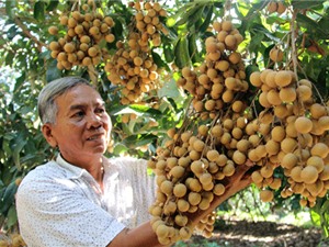 Lão nông Vĩnh Long trồng nhãn “kháng lệnh trời”, thu 2 tỷ đồng/năm