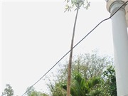 Ngỡ ngàng cây đu đủ cao gần 10m, cho hàng ngàn trái