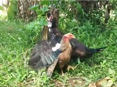 Clip: Cuộc chiến sinh tử giữa ngan với gà mái